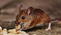 24 Hour & Emergency Exterminators in Fort Myers Beach, FL